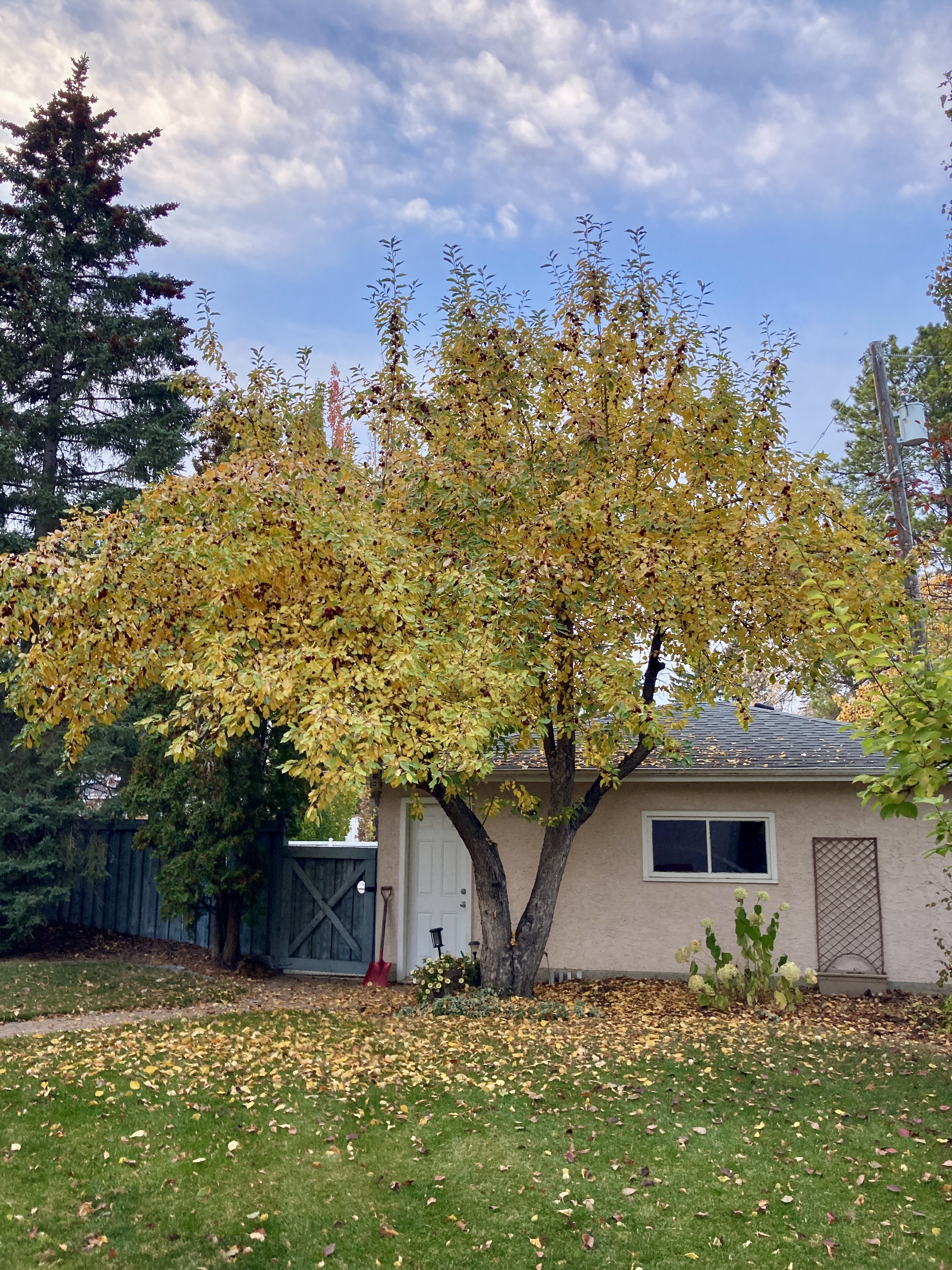 pruned apple tree