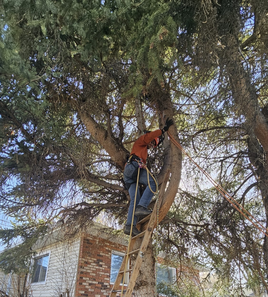 climbing a tree