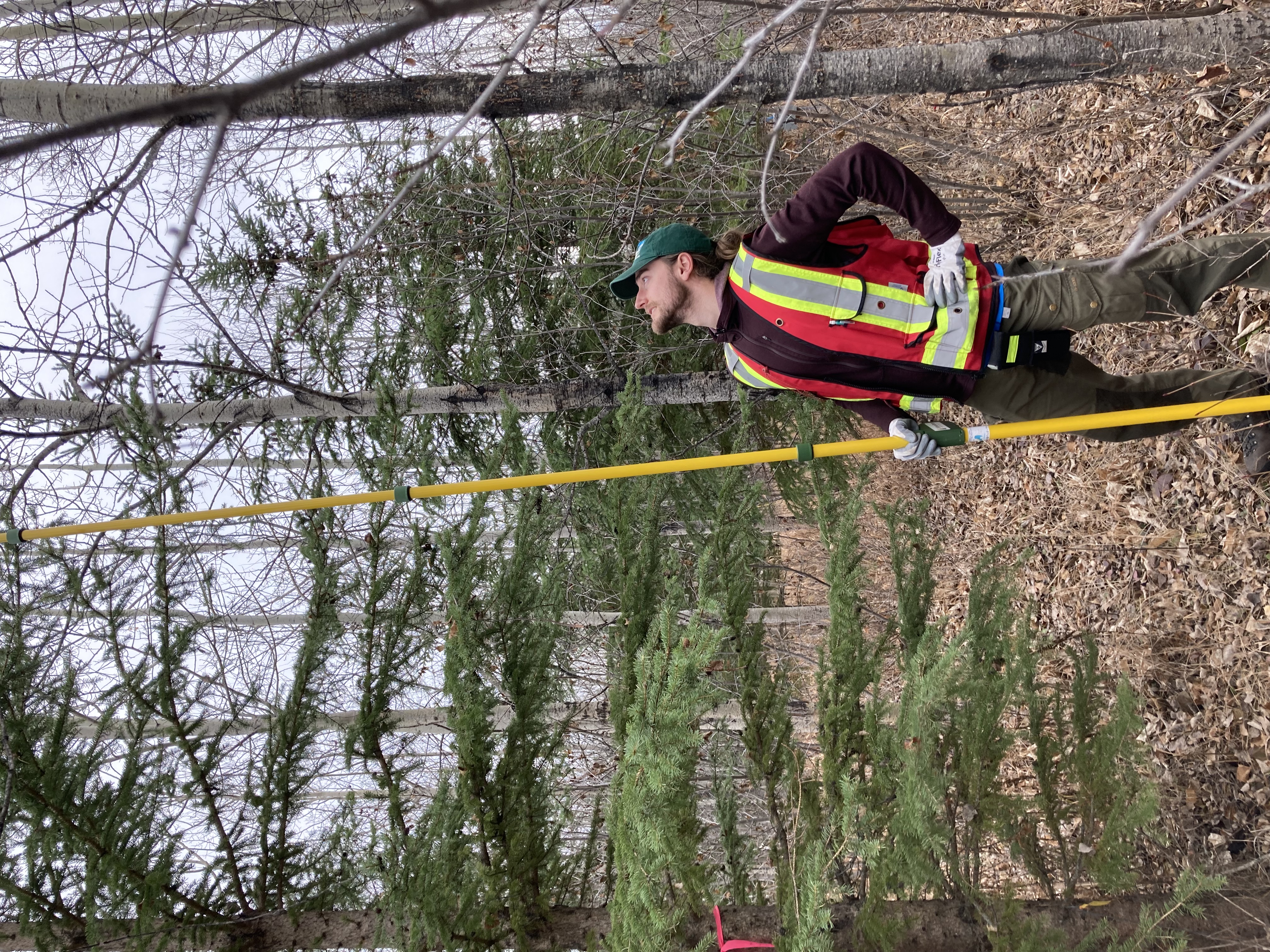 measuring tree heights